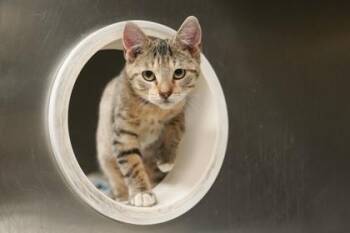 Domestic Short Hair Cats Available for Adoption - Elena | PetCurious