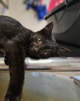 Domestic Short Hair Cats Available for Adoption in Disputanta, Virginia - Biscuits | PetCurious