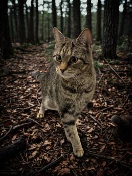 Rescue Tabby Cats for Adoption in Barton, Vermont - Wasabi | PetCurious