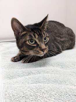 Rescue Domestic Short Hair Cats for Adoption in Cleveland, Ohio - Suri | PetCurious
