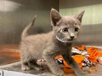 GILLILAND -  Domestic Short Hair Cat for Adoption in Tustin, California - GILLILAND | PetCurious