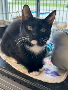 Rescue Domestic Short Hair Cats for Adoption in Albany, Wisconsin - Krash | PetCurious