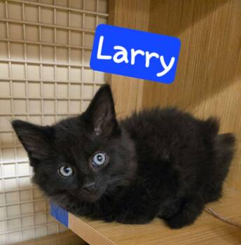 Domestic Long Hair Cats Available for Adoption in Seven Valleys, Pennsylvania - Larry | PetCurious
