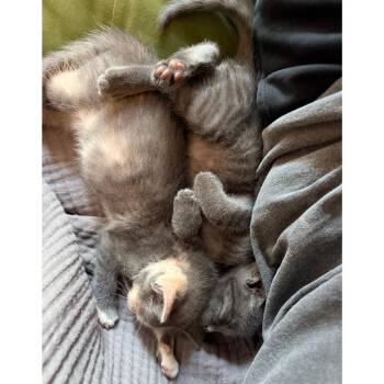 Kumquat 20 -  Domestic Short Hair Cat for Adoption in Austin, Texas - Kumquat 20 | PetCurious