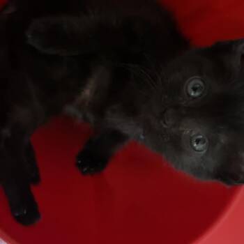 Lumiel -  Domestic Short Hair Cat for Adoption in Duncan, Oklahoma - Lumiel | PetCurious