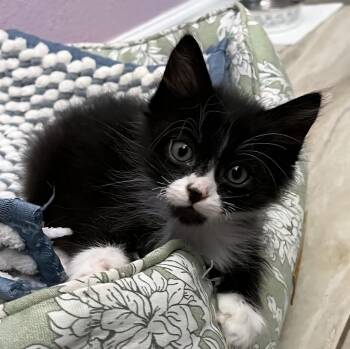 Valen -  Domestic Short Hair Cat for Adoption in Cottonwood, Arizona - Valen | PetCurious