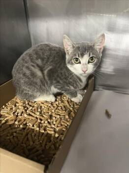 *KIKI -  Domestic Short Hair Cat for Adoption in Woodland, California - *KIKI | PetCurious