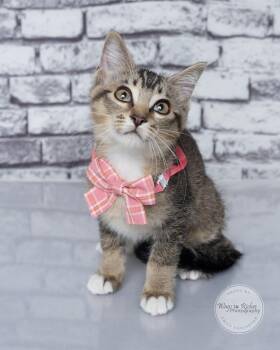 Beanie -  Domestic Short Hair and Tabby Cat for Adoption in Tuscaloosa, Alabama - Beanie | PetCurious