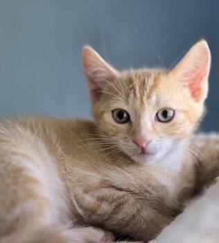 Simba -  Domestic Short Hair Cat for Adoption in Wilmington, North Carolina - Simba | PetCurious