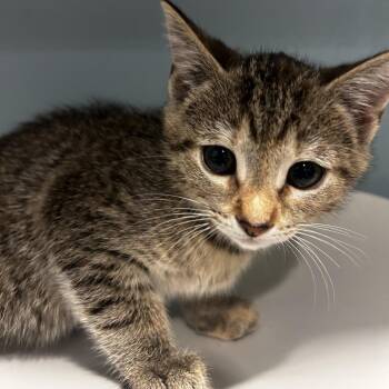 Lily Bell -  Domestic Short Hair Cat for Adoption in Chattanooga, Tennessee - Lily Bell | PetCurious