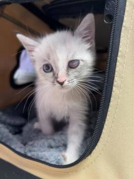 peanut* -  Siamese Cat for Adoption in El Paso, Texas - Peanut* | PetCurious