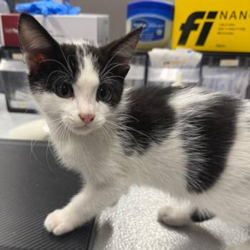 Ray -  Domestic Short Hair Cat for Adoption in Spokane, Washington - Ray | PetCurious
