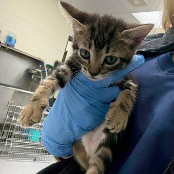 Kiki 26-06-008 -  Domestic Short Hair Cat Available for Adoption in Bastrop, Texas - Kiki 26-06-008 | PetCurious