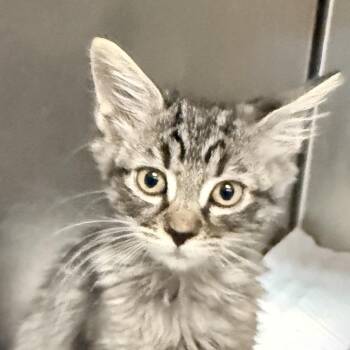 Nugget -  Domestic Short Hair Cat for Adoption in Palm Springs, California - Nugget | PetCurious
