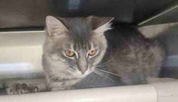 260859  Wybie -  Domestic Short Hair Cat for Adoption in Wetumpka, Alabama - 260859  Wybie | PetCurious