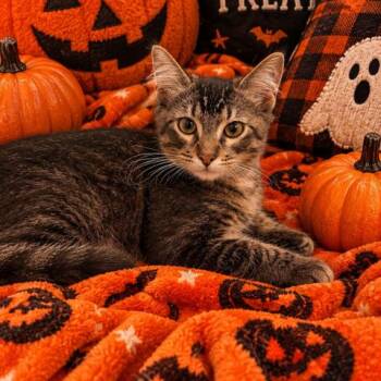 Boo -  Domestic Short Hair Cat for Adoption in Long Beach, California - Boo | PetCurious