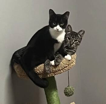 Rescue Domestic Short Hair Cats for Adoption in Philadelphia, Pennsylvania - Ashley & Lenny | PetCurious