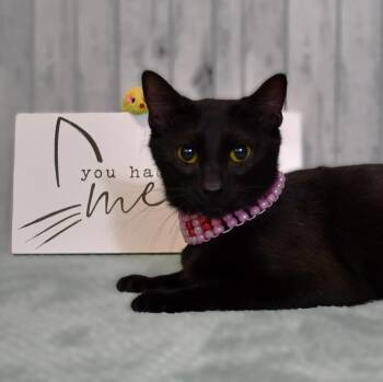Mavis -  Domestic Short Hair Cat for Adoption in Roanoke, Texas - Mavis | PetCurious