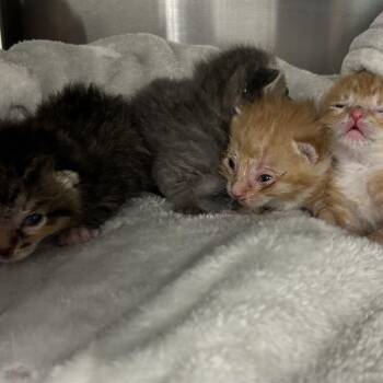 Domestic Short Hair Cats Available for Adoption in Wheeling, Illinois - Haymitch | PetCurious