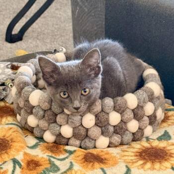 Domestic Short Hair Cats Available for Adoption - Velvet | PetCurious