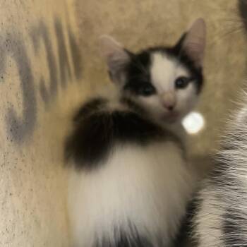 gambit -  Domestic Short Hair Cat for Adoption in Philadelphia, Pennsylvania - Gambit | PetCurious