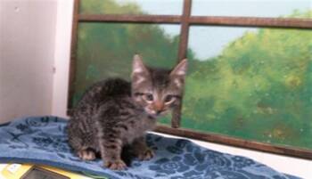 WILLY -  Domestic Short Hair Cat for Adoption in Houston, Texas - WILLY | PetCurious