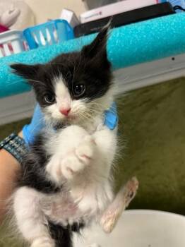 MELINDA -  Domestic Short Hair Cat for Adoption in Riverside, California - MELINDA | PetCurious
