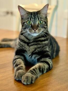 Charlie -  American Shorthair Cat for Adoption in Mcdonough, Georgia - Charlie | PetCurious