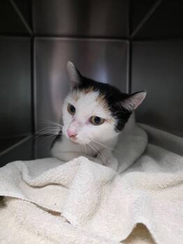 Rescue Domestic Short Hair Cats for Adoption in Mineral Point, Wisconsin - Treat | PetCurious