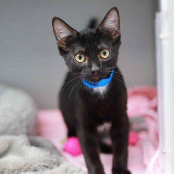Petrie -  Domestic Short Hair Cat for Adoption in Atlanta, Georgia - Petrie | PetCurious