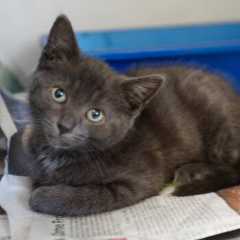 Jacob -  Domestic Short Hair Cat for Adoption in New York, New York - Jacob | PetCurious
