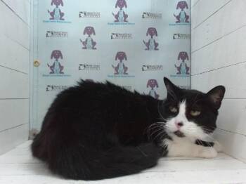 SOUL PATCH -  Domestic Short Hair Cat for Adoption in Orlando, Florida - SOUL PATCH | PetCurious