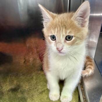 Mopple -  Domestic Short Hair Cat for Adoption in Oakland, California - Mopple | PetCurious