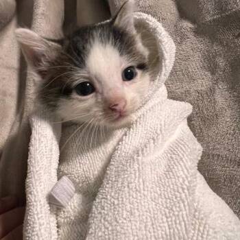 Domestic Short Hair Cats Available for Adoption in Evansville, Indiana - Mercury | PetCurious
