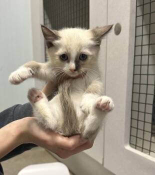 Poptart -  Domestic Short Hair and Siamese Cat for Adoption in Palm Coast, Florida - Poptart | PetCurious