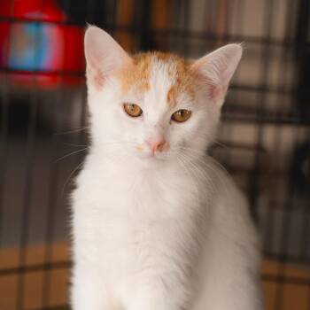 Domestic Short Hair Cats Available for Adoption in Long Beach, California - Jerry | PetCurious