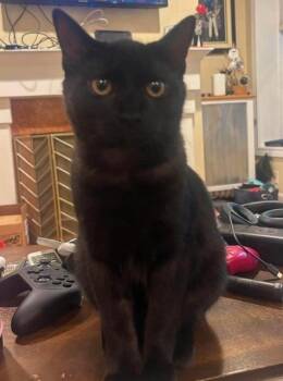 Wave -  Domestic Short Hair Cat for Adoption in Chicago, Illinois - Wave | PetCurious