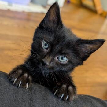 Behemoth -  Domestic Short Hair Cat for Adoption in Lexington, Kentucky - Behemoth | PetCurious