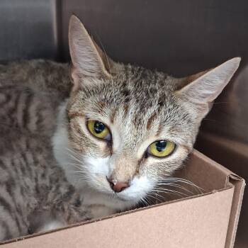 Sissy -  Domestic Short Hair Cat for Adoption in Newark, New Jersey - Sissy | PetCurious