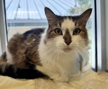 HODGEPODGE -  Domestic Long Hair Cat for Adoption in Sarasota, Florida - HODGEPODGE | PetCurious