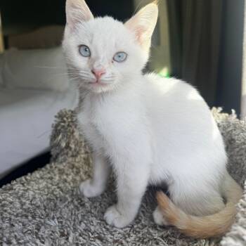 Rescue Domestic Short Hair Cats for Adoption in Morgan Hill, California - Fennec | PetCurious
