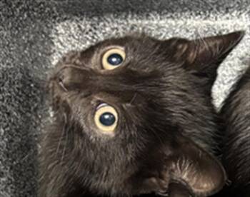 Domestic Short Hair Cats Available for Adoption in Dallas, Texas - JOKER | PetCurious