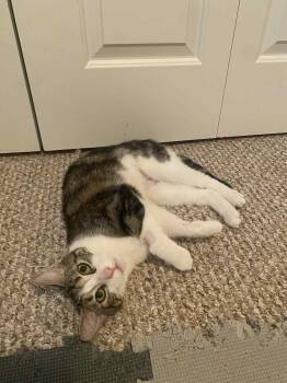 Rescue Domestic Short Hair Cats for Adoption in Shakespeare, Ontario - Ellie | PetCurious