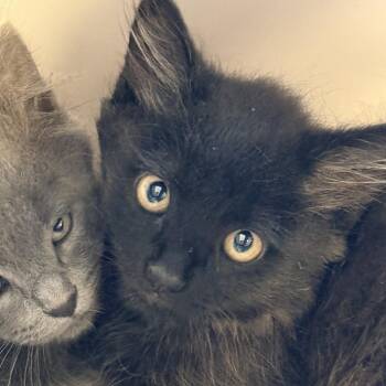 Kalani (26-3K-2) -  Domestic Medium Hair Cat for Adoption in Rifle, Colorado - Kalani (26-3K-2) | PetCurious