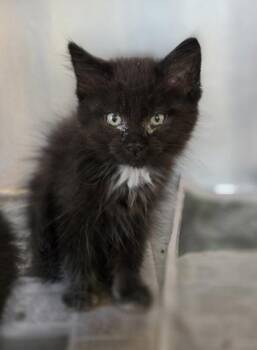 Doug -  Domestic Medium Hair and Domestic Short Hair Cat for Adoption in Westland, Michigan - Doug | PetCurious