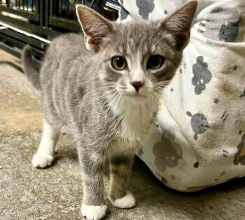 Windsor -  Tabby Cat for Adoption in New Richmond, Wisconsin - Windsor | PetCurious