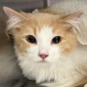 Tigger -  Domestic Long Hair Cat for Adoption in Lansing, Michigan - Tigger | PetCurious