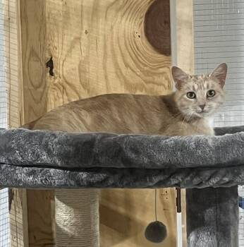 Reya -  Domestic Short Hair Cat for Adoption in Walled Lake, Michigan - Reya | PetCurious
