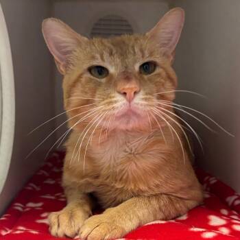 Cantaloupe -  Domestic Short Hair Cat for Adoption in Naperville, Illinois - Cantaloupe | PetCurious