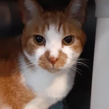 Rescue Domestic Short Hair Cats for Adoption in Myrtle Beach, South Carolina - Tommy & Tammy - Bonded Seniors | PetCurious